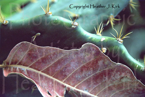 Cactus and Dry Leaf